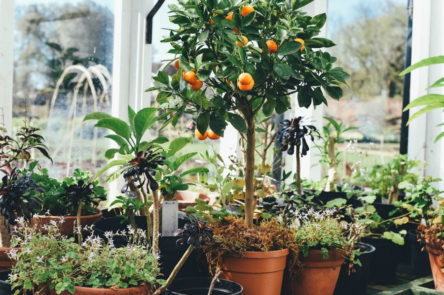 je tuin klaar maken voor zomer 2017 met een sinaasappelboom
