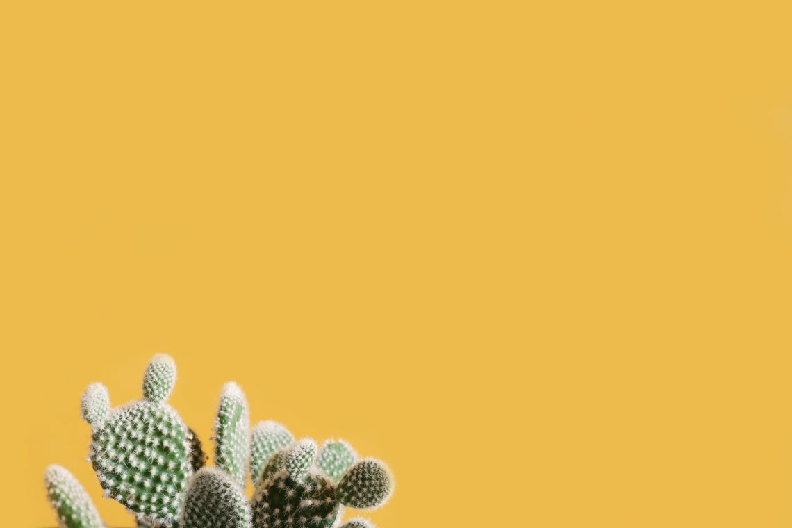 5 dingen die je nog niet wist over cactussen
