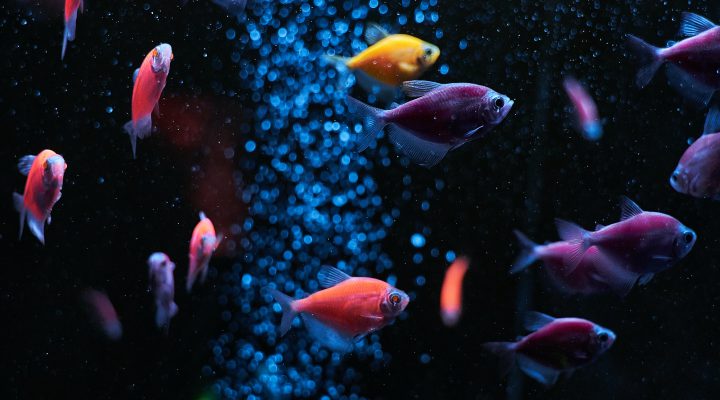 Verlichting voor aquarium en alles wat je hierover moet weten