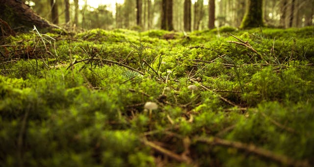 Waarom een mosschilderij in elk interieur past