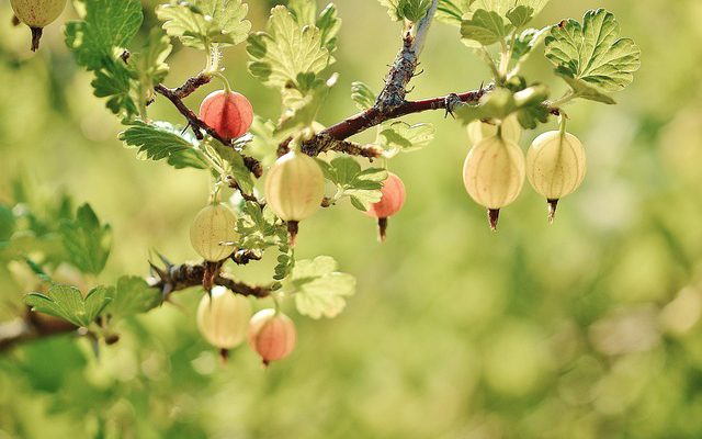 Een verzorgde tuin het hele jaar door: zo doe je dat